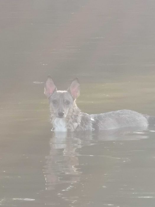SARNA czeka na kochający, spokojny domek. Pokochaj, adoptuj!