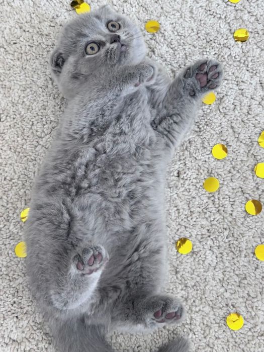 Gatinho Scottish Fold azul