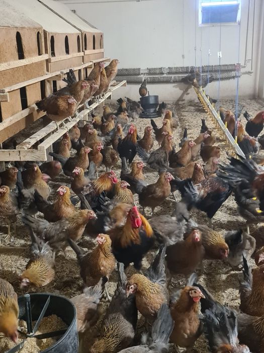 Jaja lęgowe od zielononóżki kuropatwianej