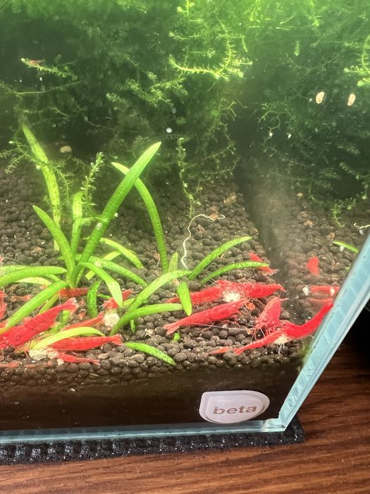 Camarões neocaridina ref fire