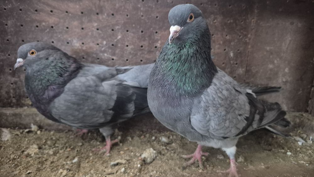 Gołębie orliki mikołajewskie