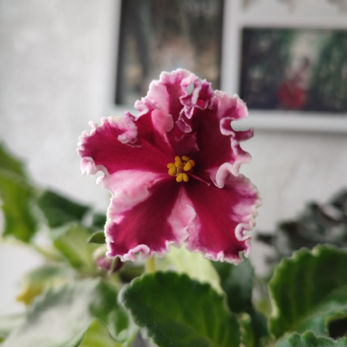 Продаж рослин, кімнатні рослини