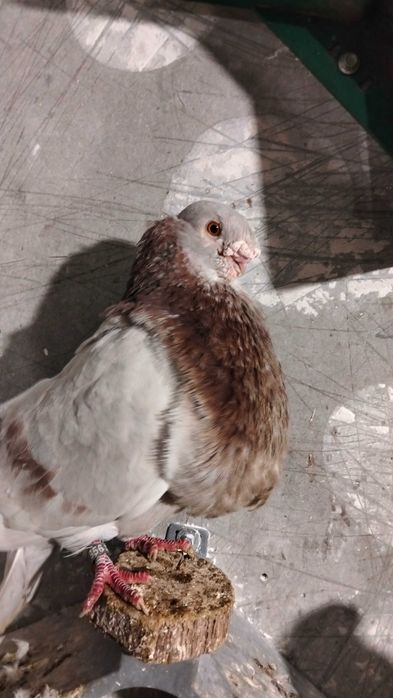 Garłacz rafeno samiec