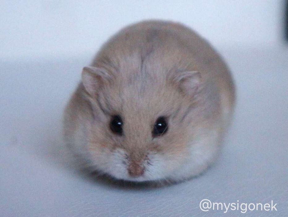 Chomiki Campbella z rodowodem