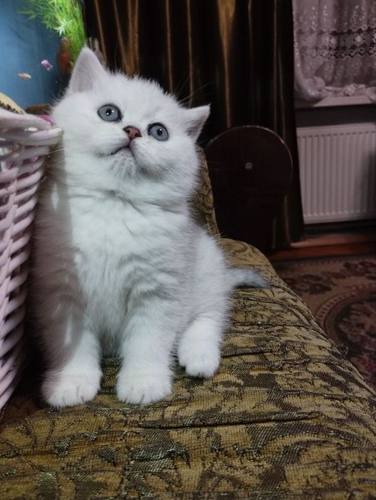 Продаються кошенята