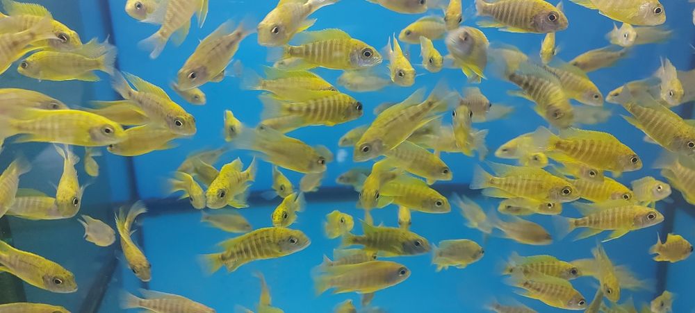 Pyszczaki Aulonocara Baenschi Benga Malawi Tanganika