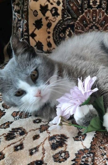 дівчинка безкоштовно