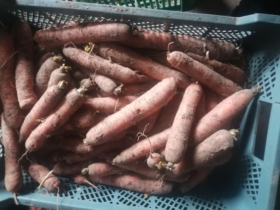 Marchew 25 kilo od rolnika wysyłka inpost paczkomat
