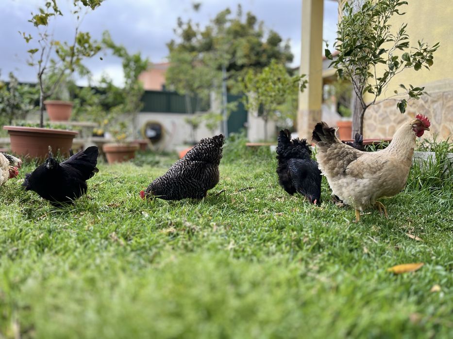 Ovos Caseiros “Ultra Bio” – Galinhas VIC (Very Important Chicken)