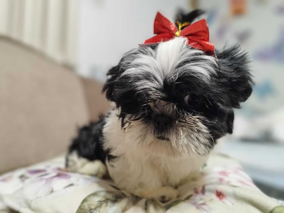 Śliczne Shih Tzu