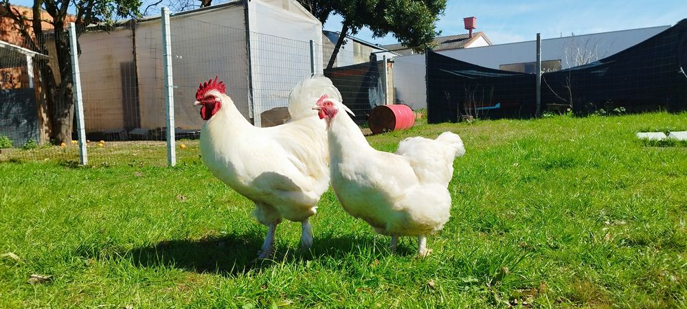 Ovos Galados, Brahamas, Faverolles, Malines White