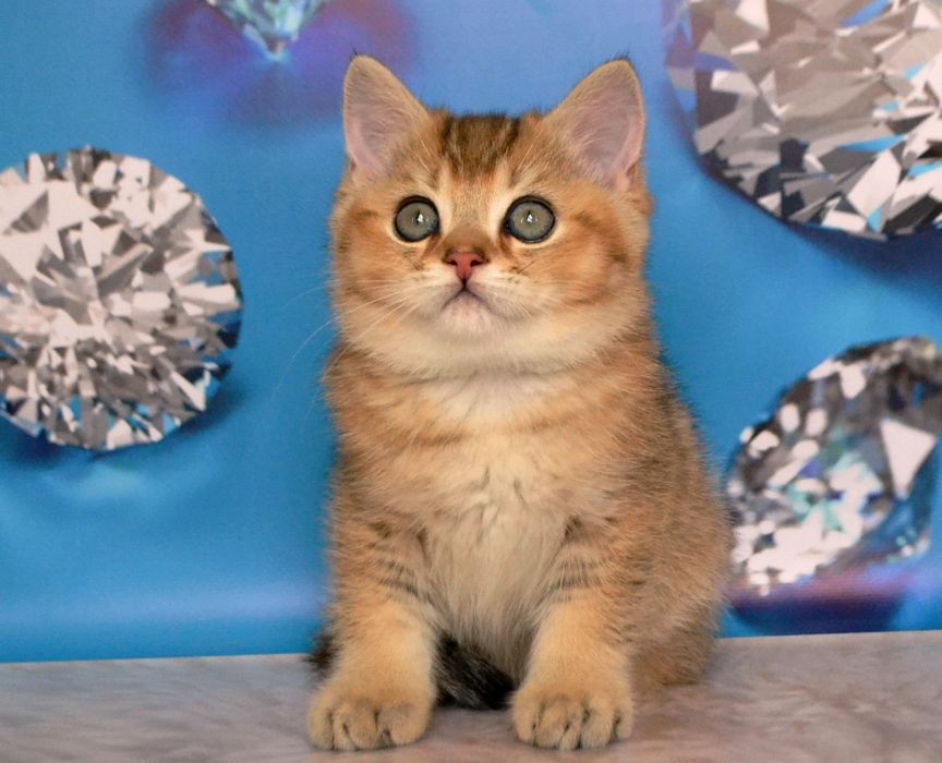 Золота шиншила кошенята