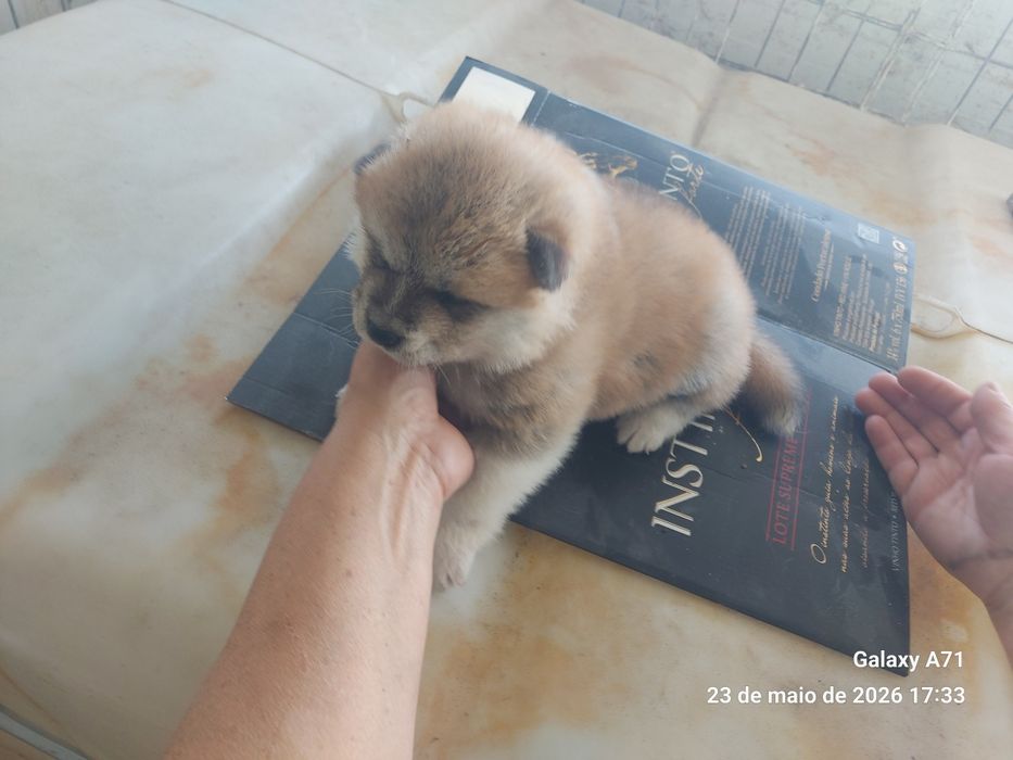 Akita inu japonês macho