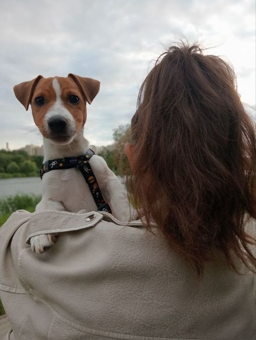 Джек расел чистокровний шукає турботливу сімю. Знає пару кома