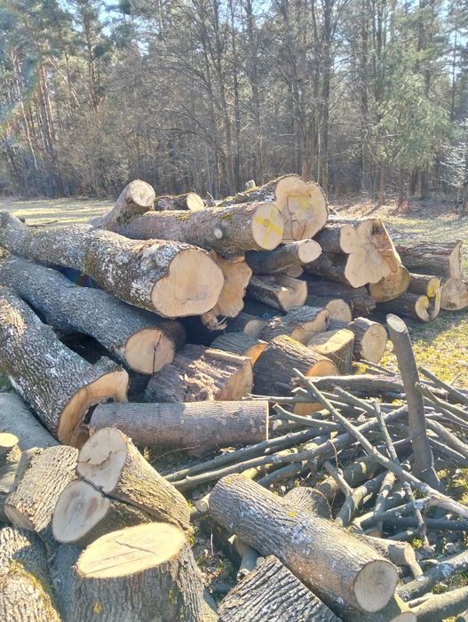 Drzewo klonu opal deski kantowki