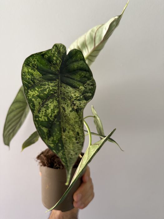 Alocasia Dragon Scale Mint