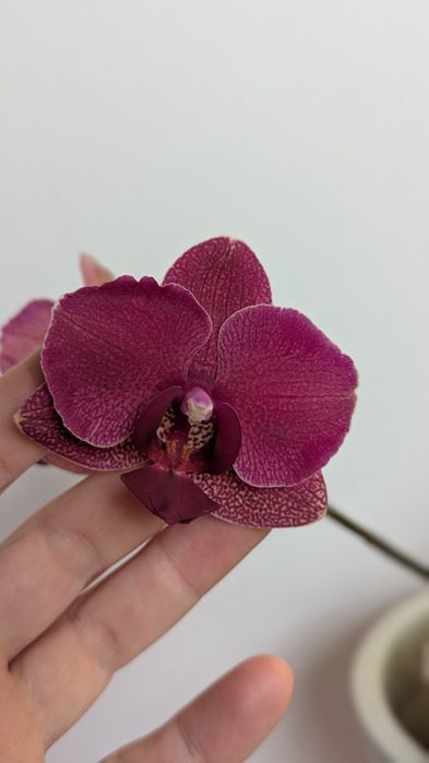 Орхідея  Montrex