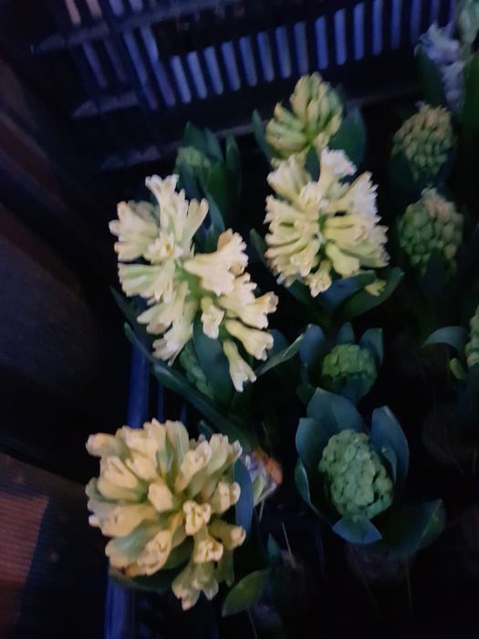 Крокуси й Гіацинт на 8 березня