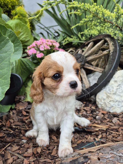 Cavalier king charles spaniel