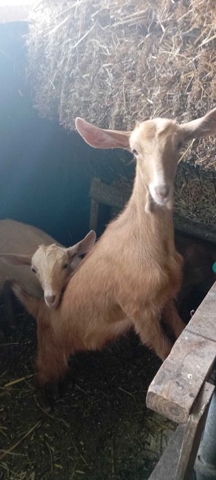 cabras leiteiras-Malaguena