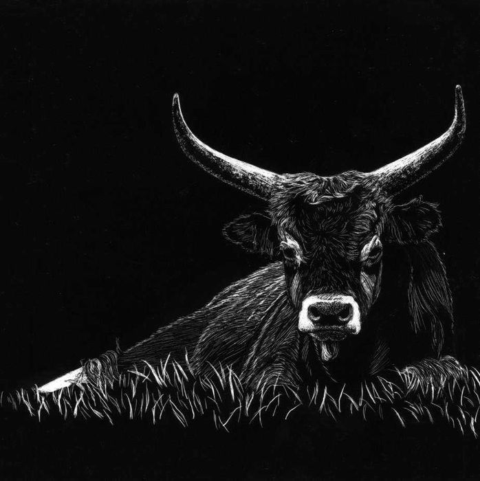 Desenho scratchboard vaca cachena inspirado Norte Portugal Soajo arte