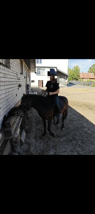 Kuc szetlandzki wałach