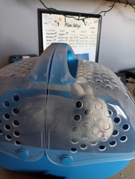 Sprzedam królika wraz z wyposażeniem