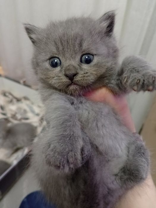 Британські кошенята