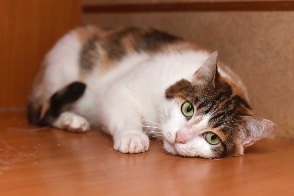 Нежная кошечка Цветочек ищет свой дом