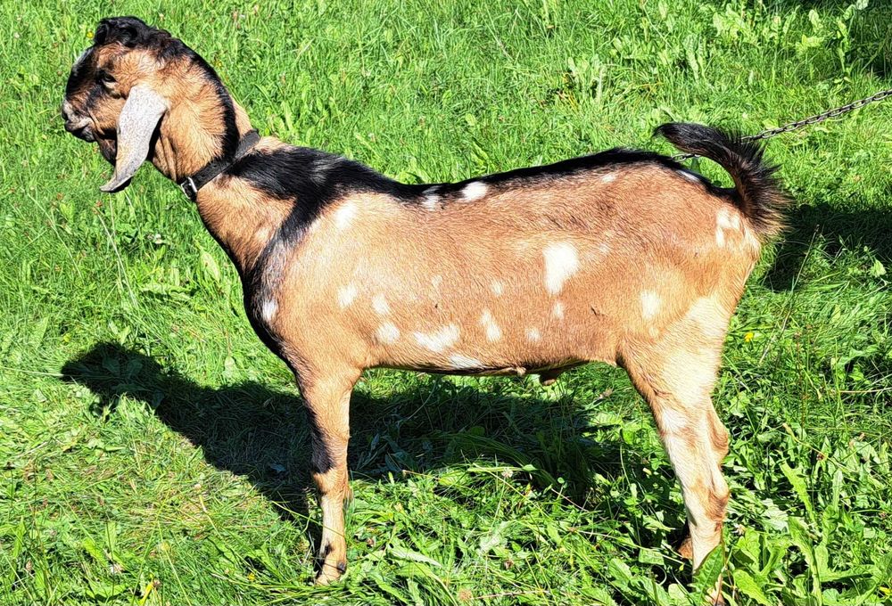 Kozioł cap anglonubijski 100% do krycia