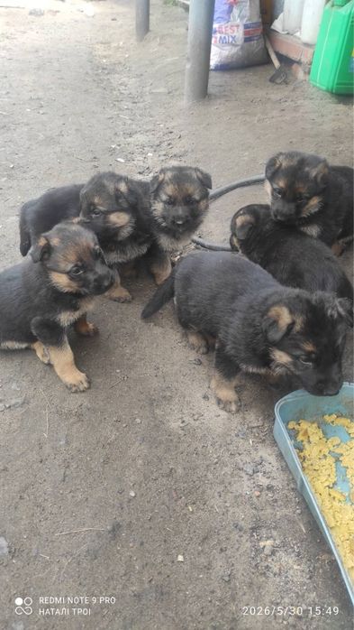 Цуценя східноєвропейської овчарки