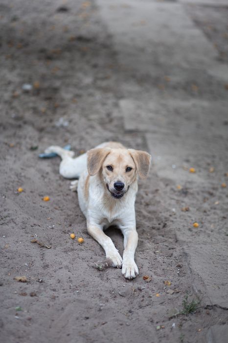 Стерилизованая , добрая Битуся отдам в семью