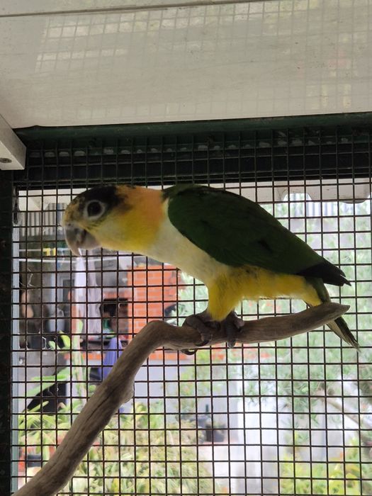 Marianinhas Cabeça Canela