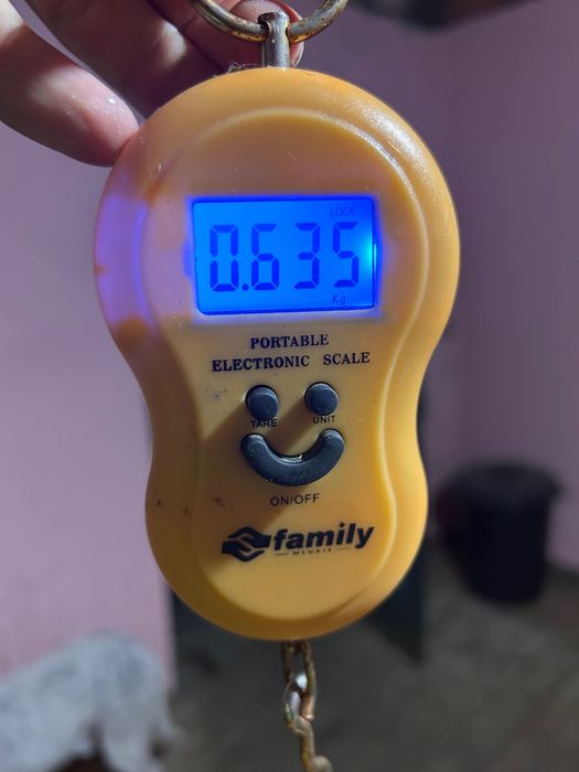 Frango com 7 semanas