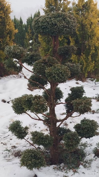 Drzewka boznaje bonsai kule