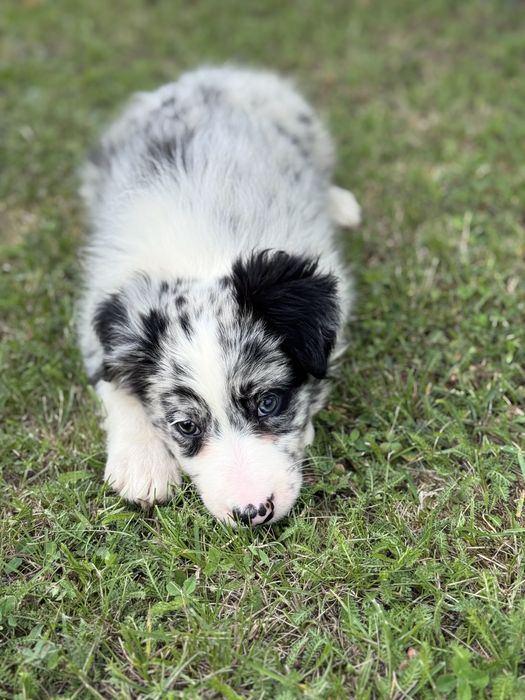 Border Collie Suczka Blue Merle