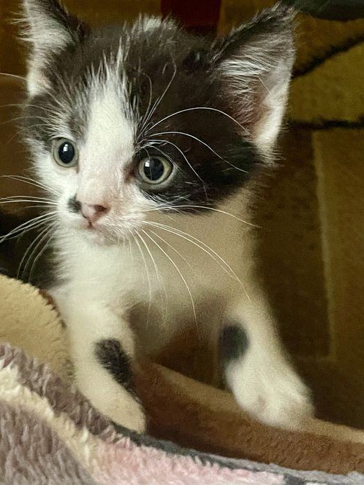 котик в добрі руки