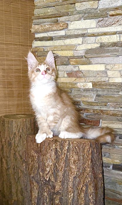 Сонячний хлопчик мейн-кун полідакт