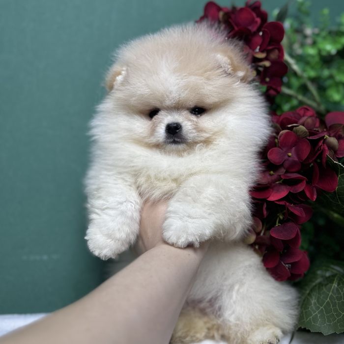 ляльковий Ведмедик шоу классу