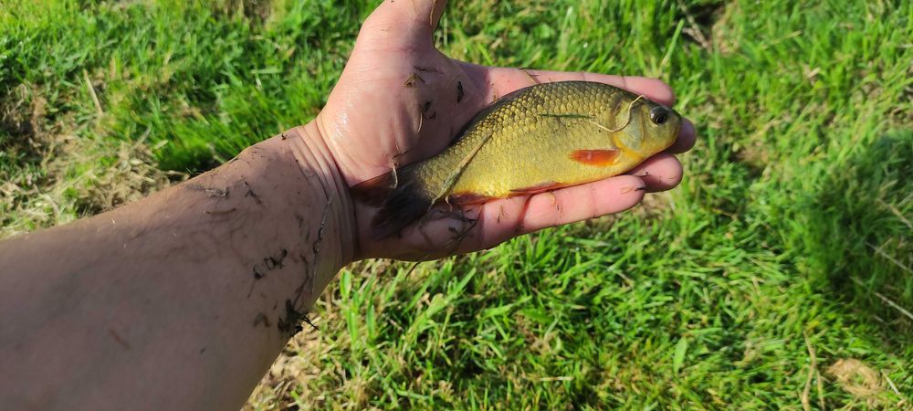 Kroczek karp karaś