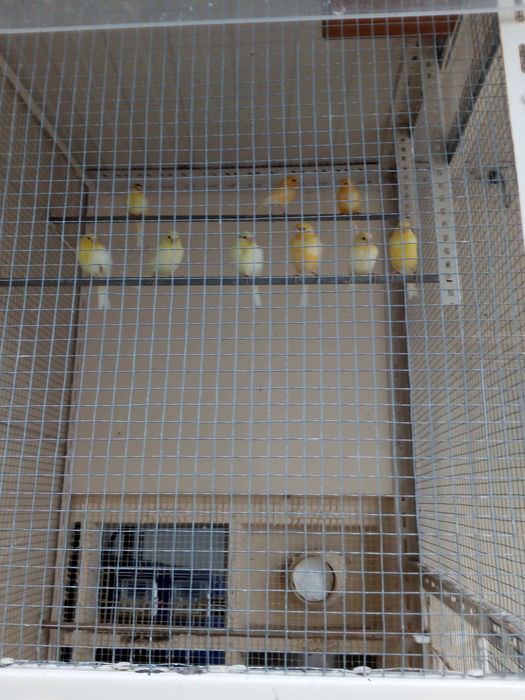 Canários para venda