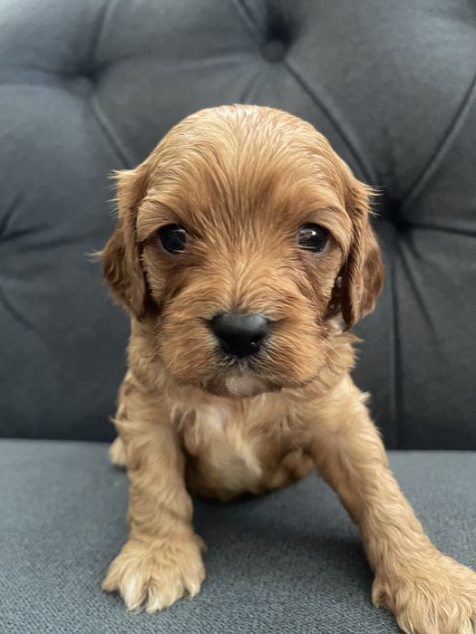 Cavapoo  rodzice przebadani