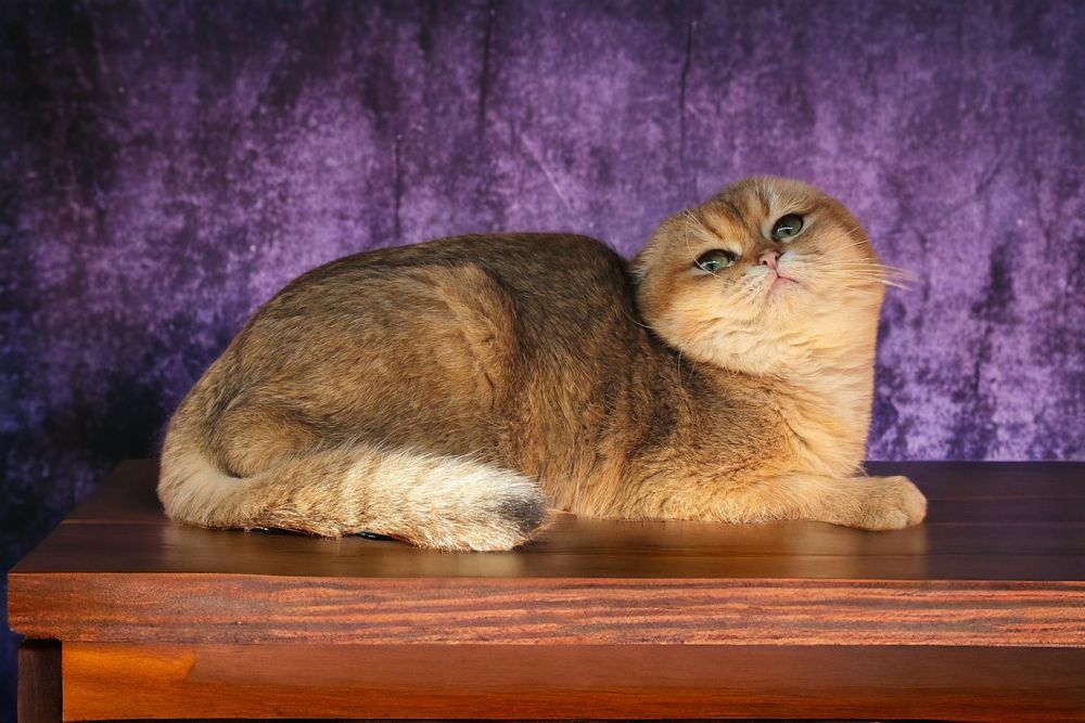 Шикарные и породные кошки