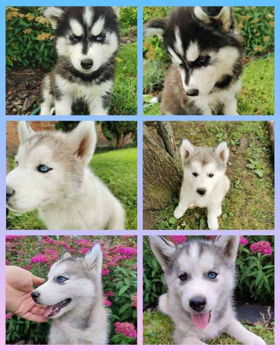 Szczeniaki Syberian Husky ur 25.05  gotowe do odbioru!