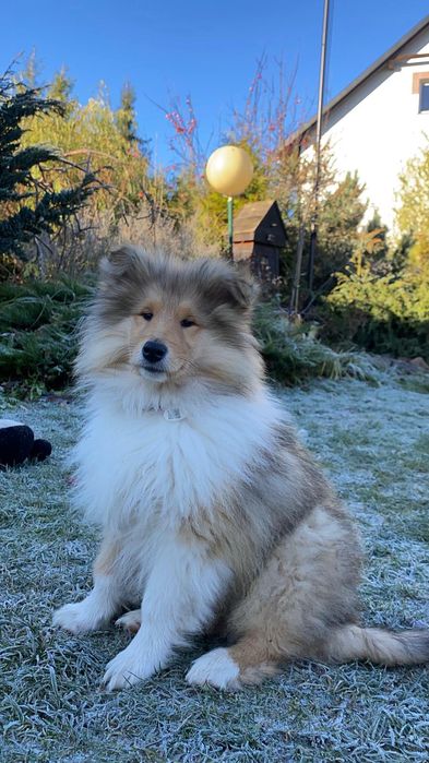 Owczarek szkocki długowłosy ZKwP/ FCI