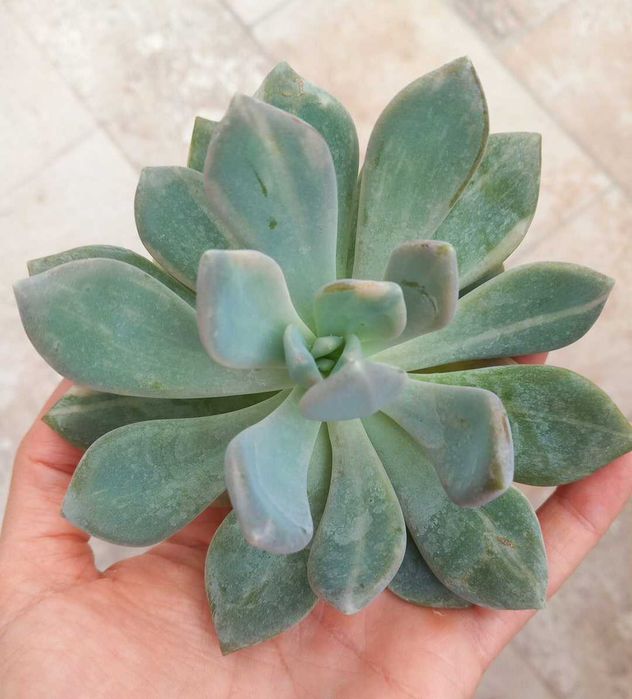 Suculenta -  Pachyveria Pachyphytodies variegata (korea)