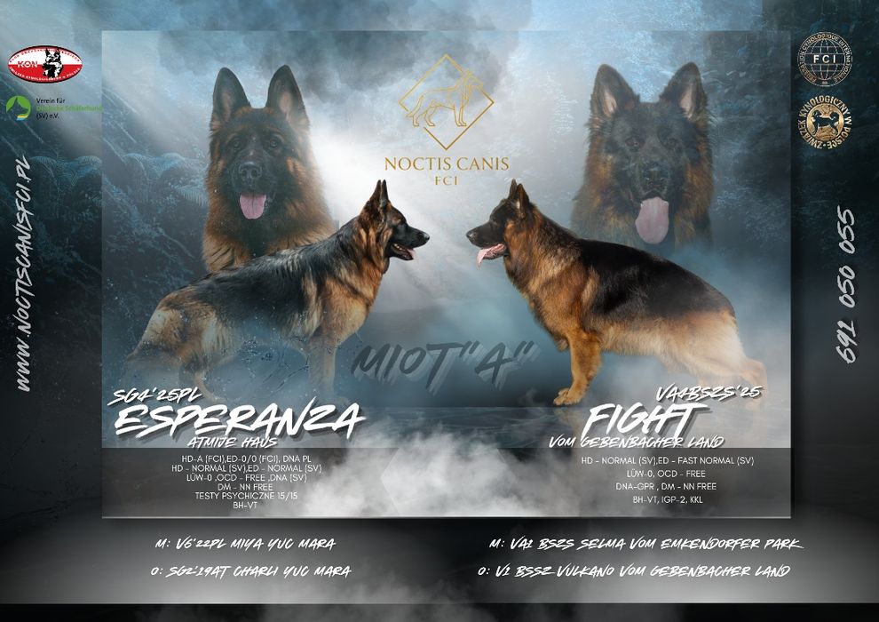 Owczarek Niemiecki Długowłosy Szczenię