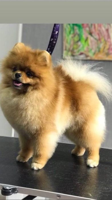 Продам черную девочку померанского шпица! Лучший щенок помета!