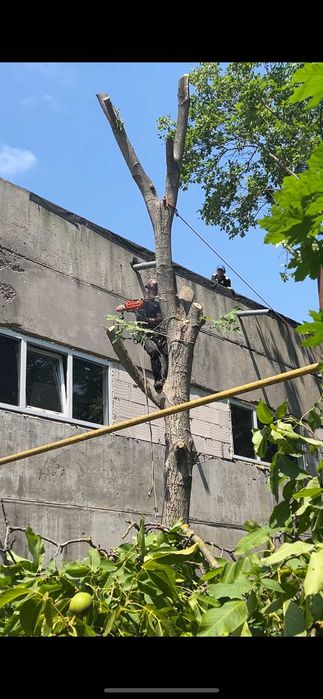 Розліснення ділянки, щепування, подрібнення гілок, зрізання дерев