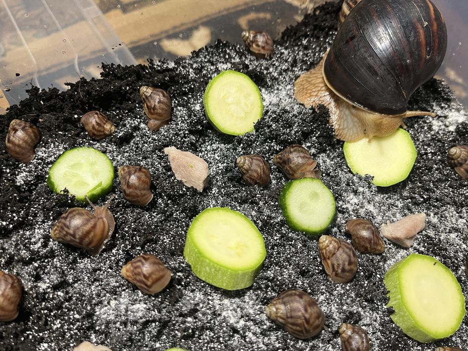 Гігантські африканські равлики Ахатина Фуліка, achatina fulica